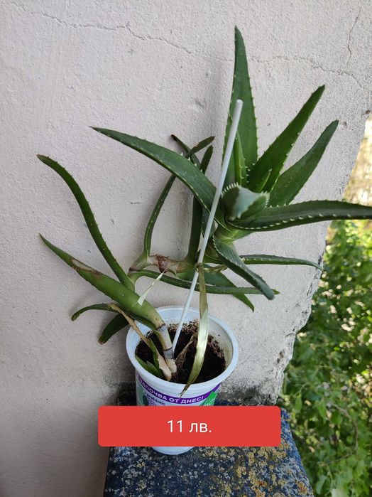 Алое вера барбаденис