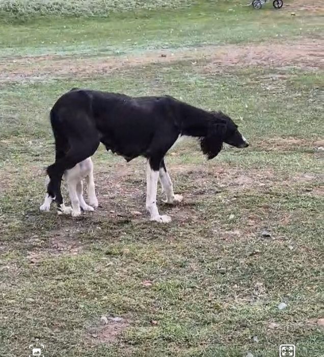 Продам Тазы Сатам