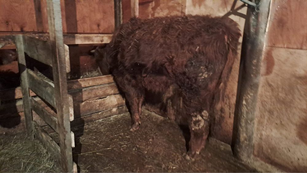 продам годовалого бычка