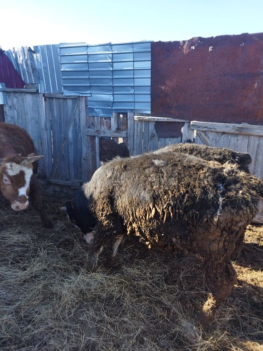 Откормдағы бұқа сатылады