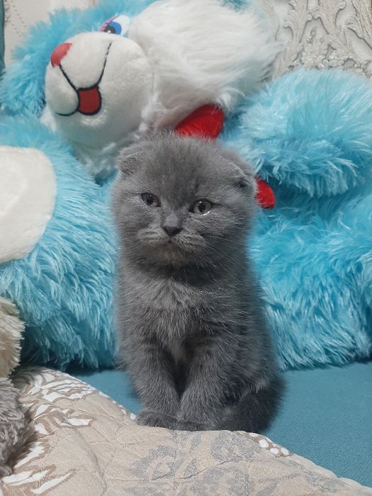 Скоттиш фолд ўғил
