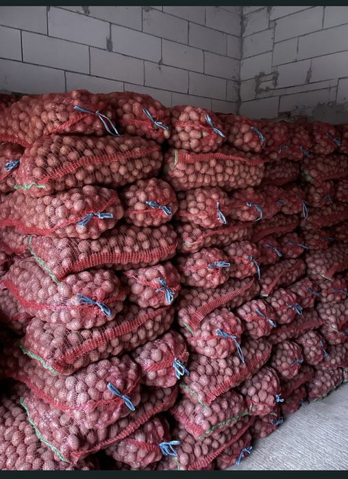 Cartofii de samanta galben si rosu