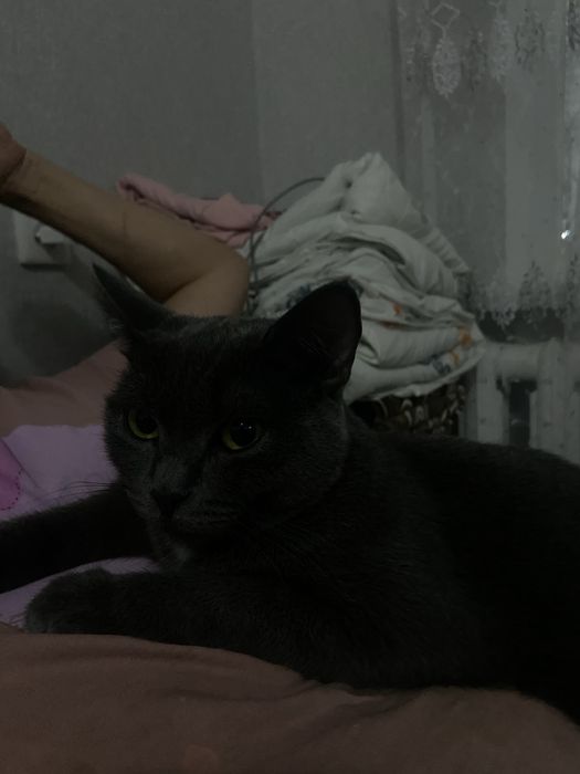Кошка в добрые руки