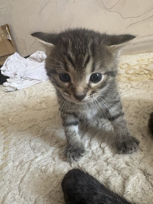 котята породистые