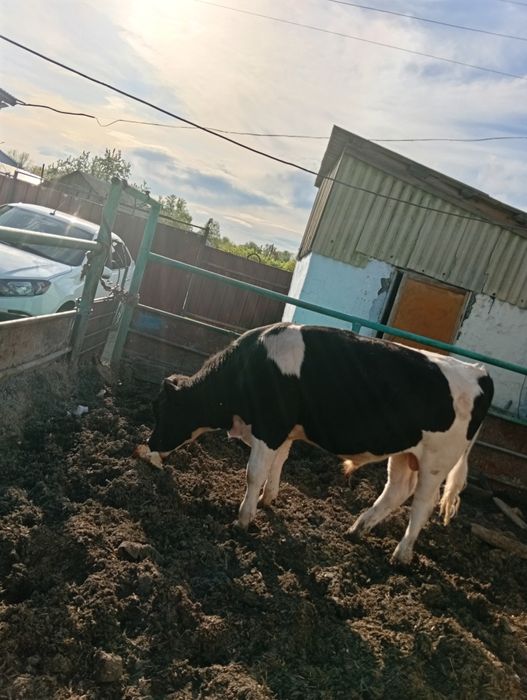 Продам быка 1.5года