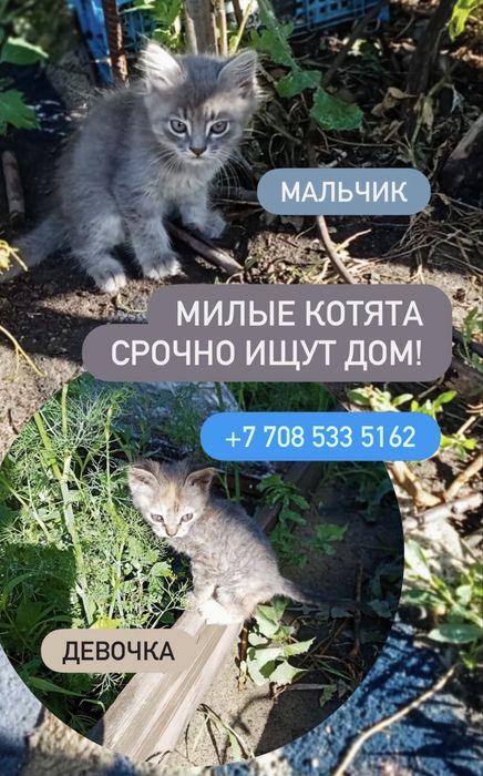 Котята срочно ищут  дом!