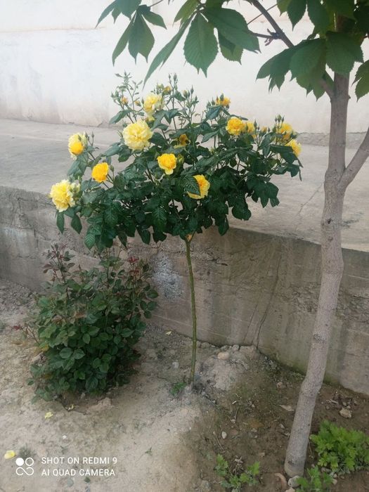 Shtamp atirguli shoxona atirgul