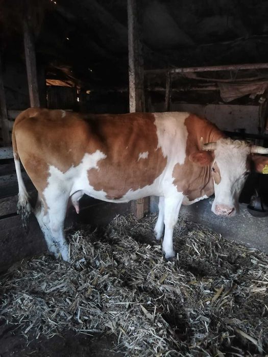 Vând 2 vaci de lapte și 2 vitei ințărcați
