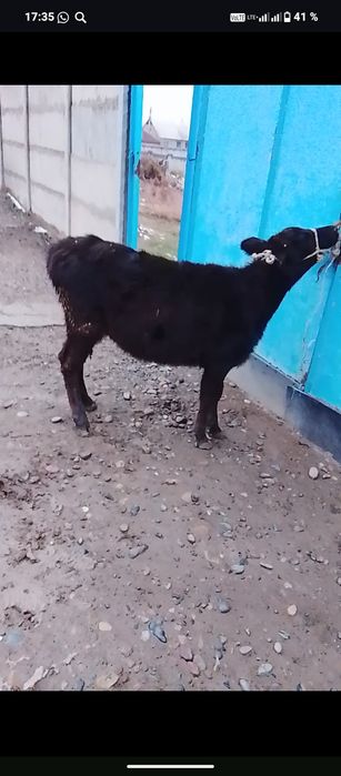 Продам тёлку 7 месяцев