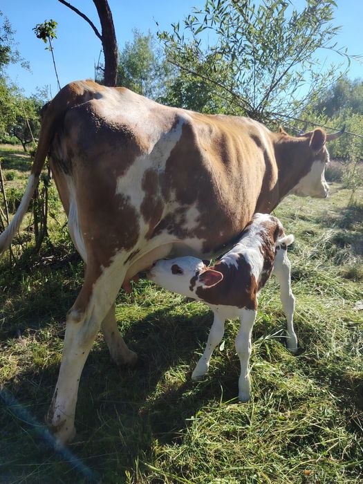 Vaca+ vițel mascul