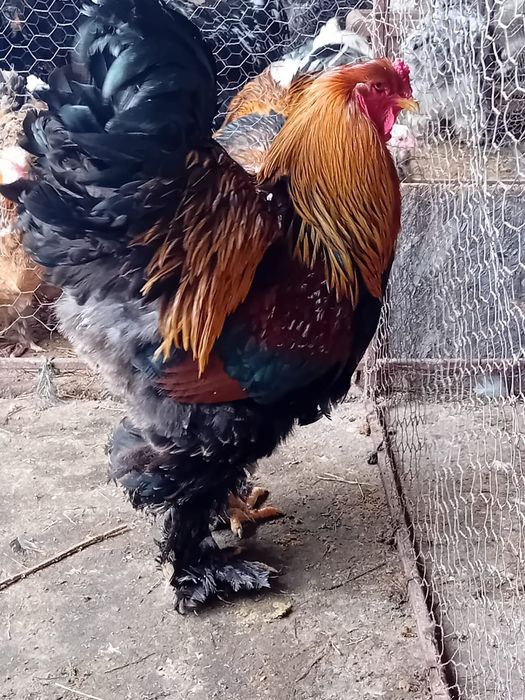 Gaini brahma super preț!