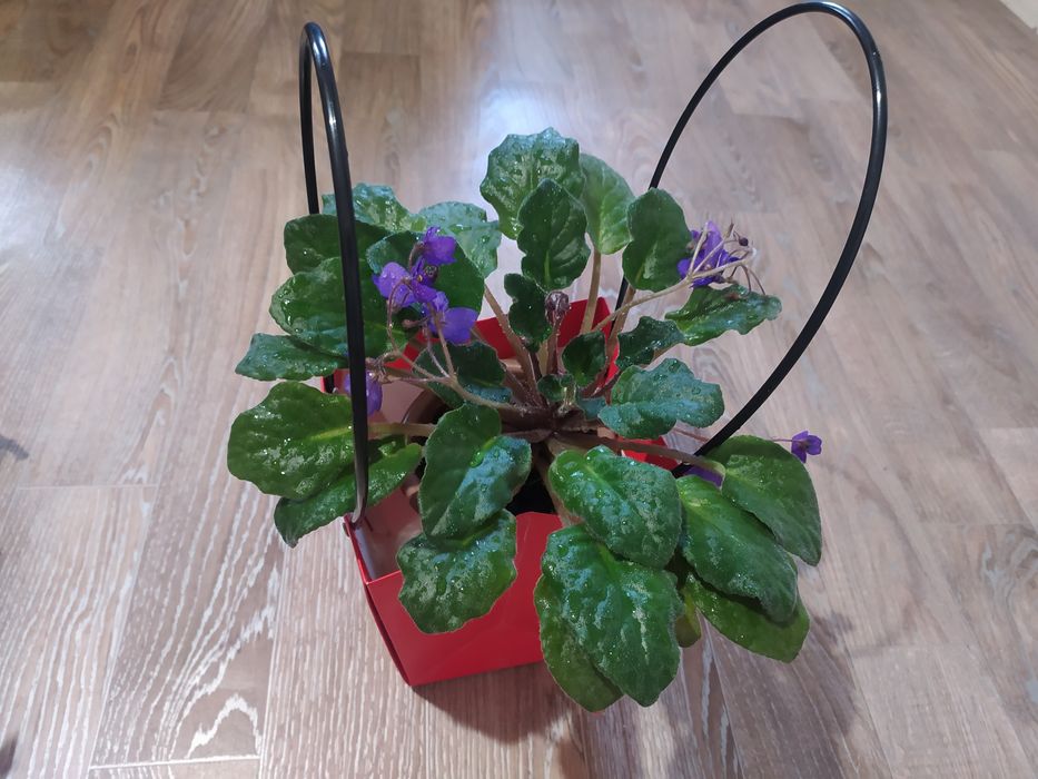 Фиалка сорт Blue boy