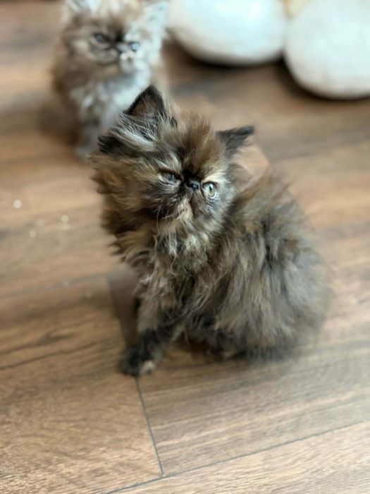 Персийски котенца