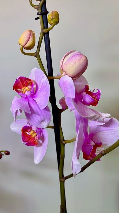 Орхидеи Голландия  70 см