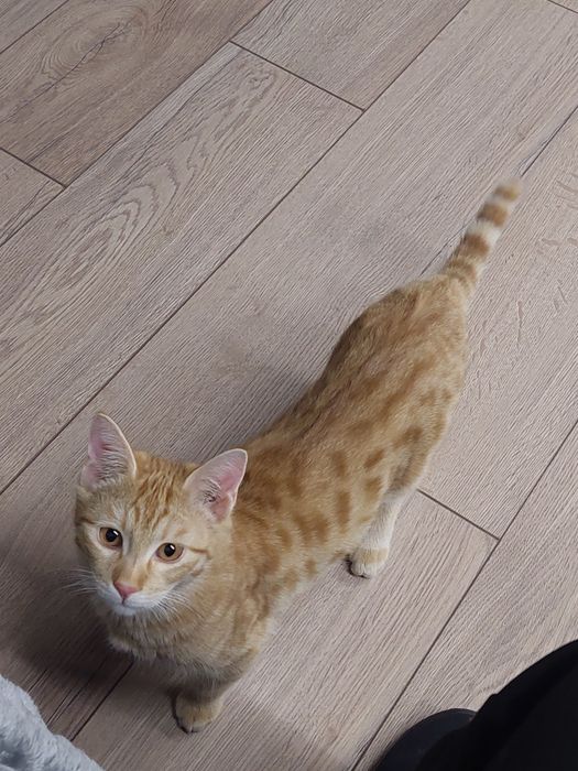 Котенок мальчик кастрирован Ташкент