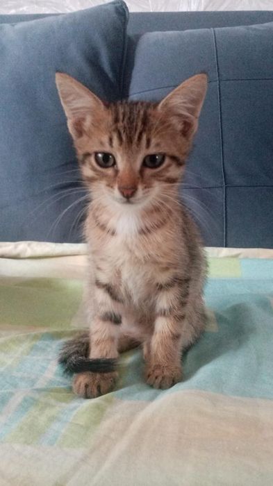 Отдам даром котят