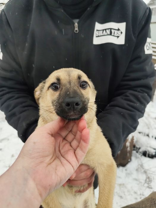Щенок девочка 3 месяца ищет дом