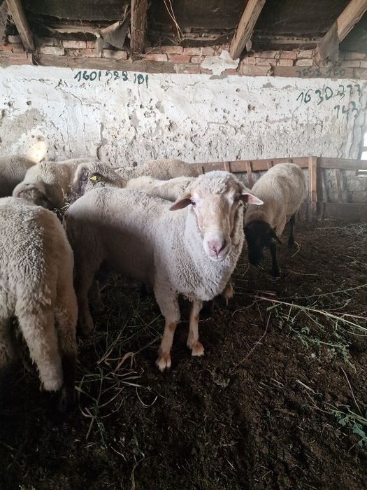 Vând 9 berbeci rasa țigaie