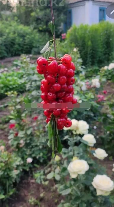 Продам дачу в обществе "Геолог" 6 соток