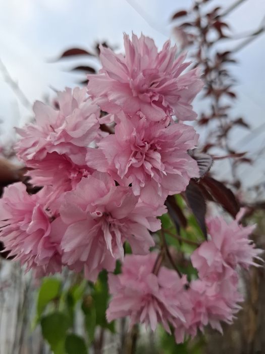 Японска вишна канзан в саксия