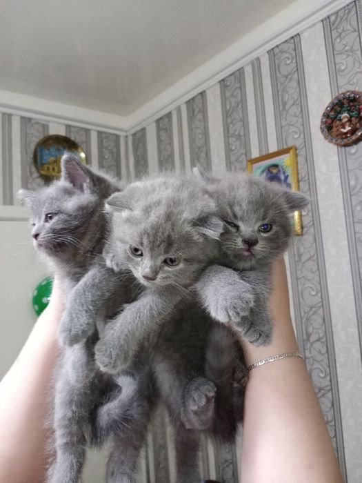 Продаются котята