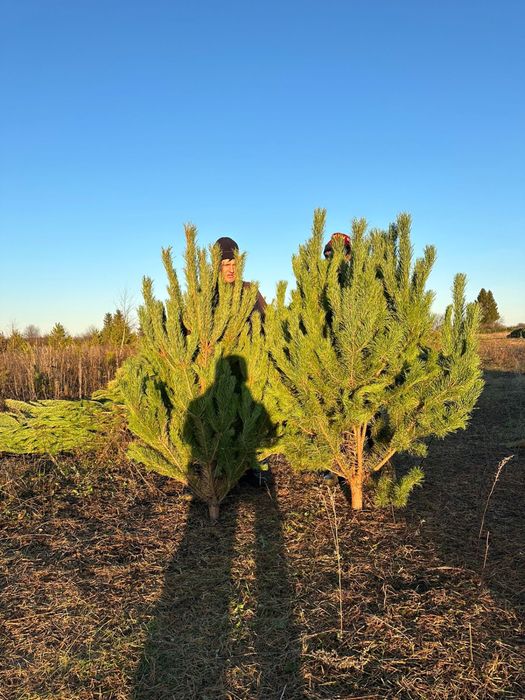 Елки сосны 2025 года