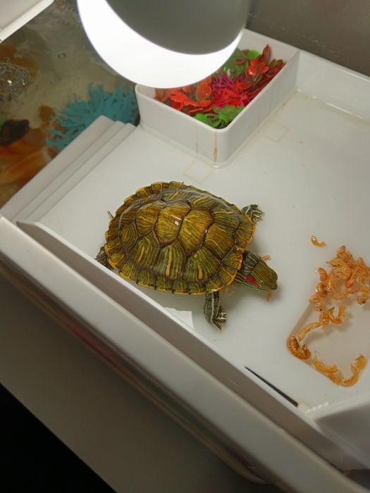 Продам террариум с черепашками