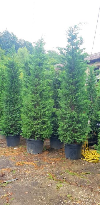 Vindem tuia leylandy 4/5m la ghiveci