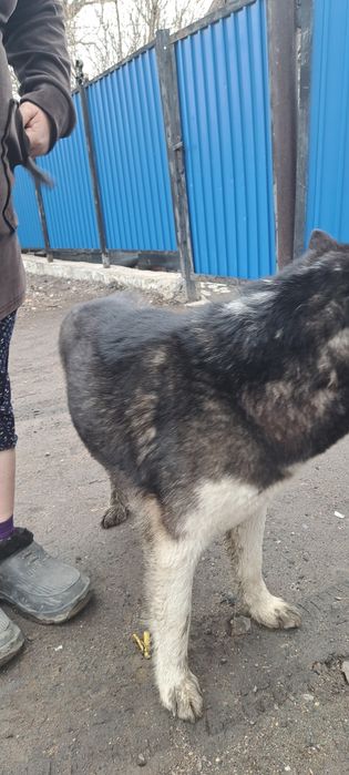 Кто потерял хаску