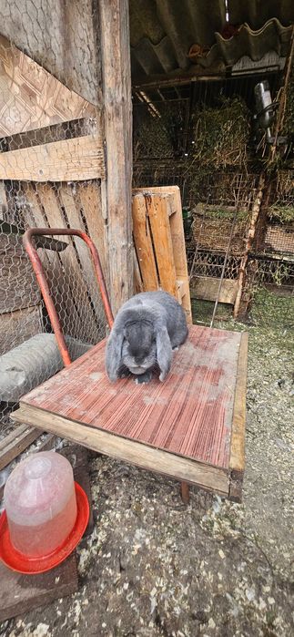 Mascul berbec german albastru