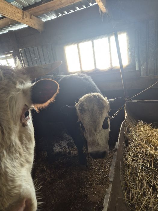 Продам 3 быка на откорме