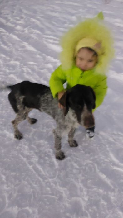 Пропал дратхаар в районе почтовой (Тайвань)