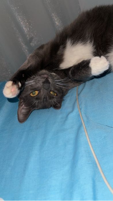 Donez pisica in varsta de un an si trei lui !