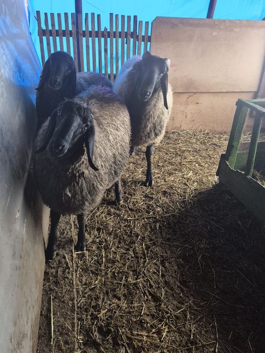 Vând berbeci carabasi sârbești