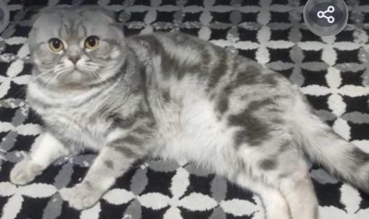 Котенки вислоухие