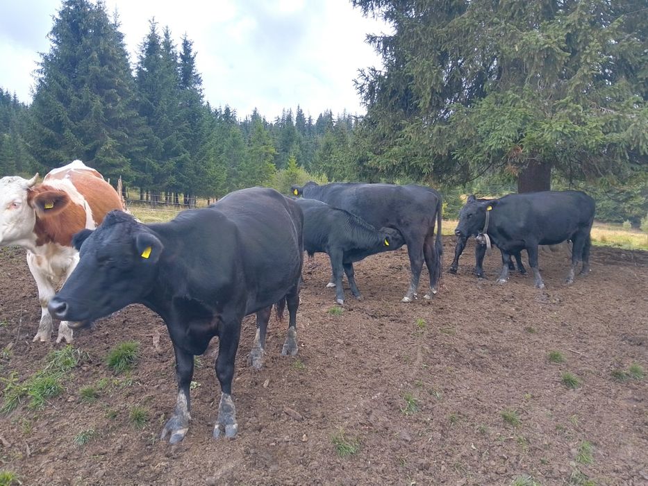15 vaci Angus și 15 viței