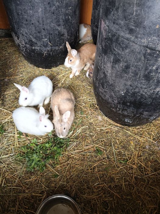 Vând iepuri uriaș german