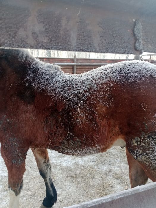 Продам лошадь на согым