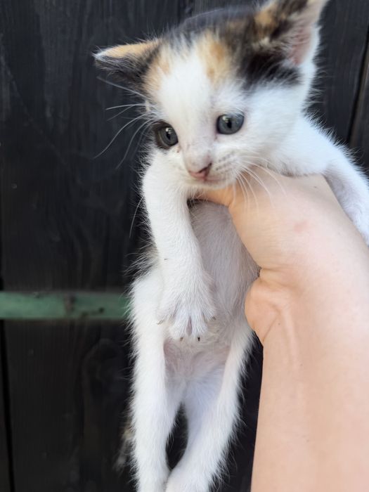 Pisicute spre adoptie