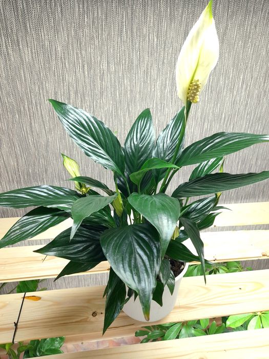 Продам Спатифиллум Блэк