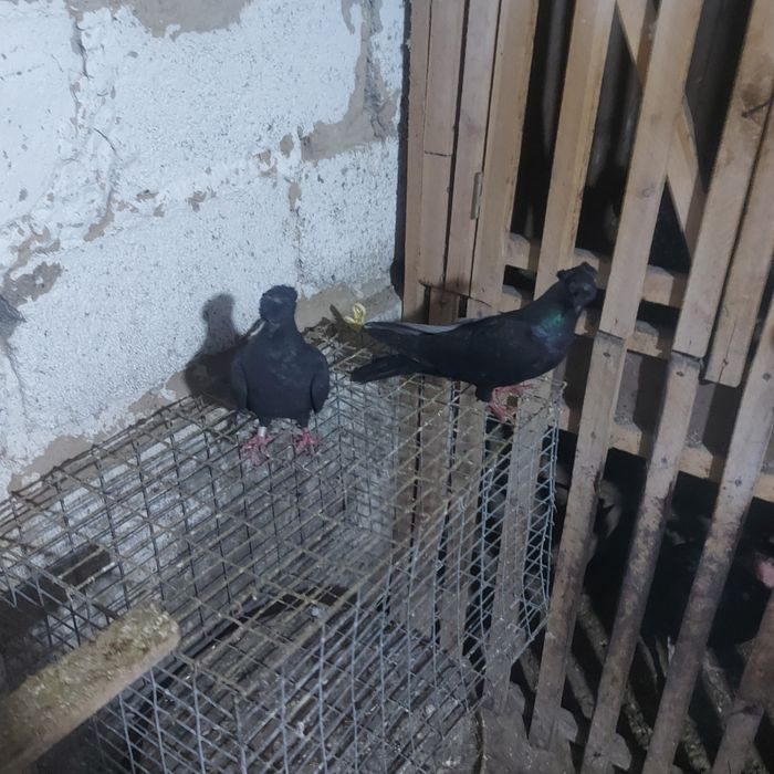 Жук двух чуби  2 самки