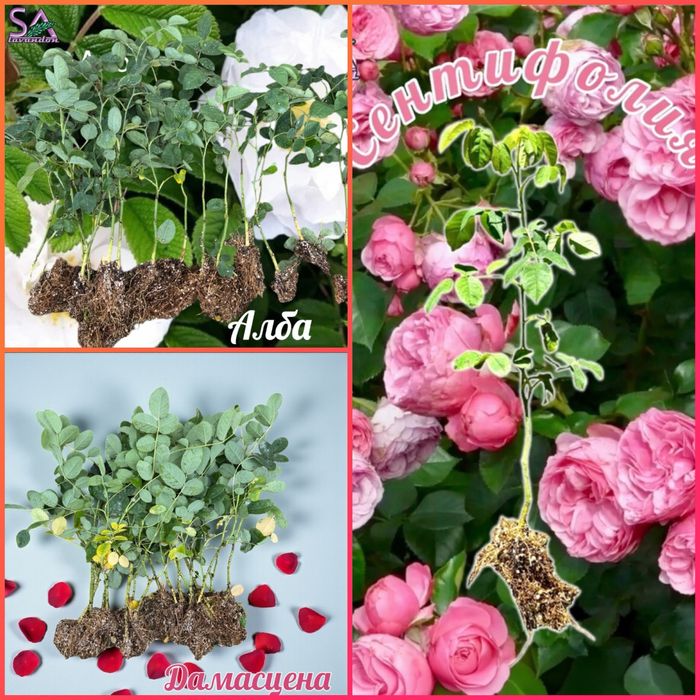 Лавандула разсад и лавандин – Български маслодайни рози (сортове)