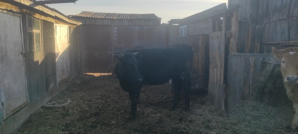Продам тёлочек на согым