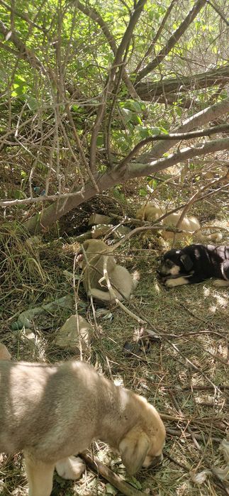 Отдам щеночков в добрые руки бесплатно