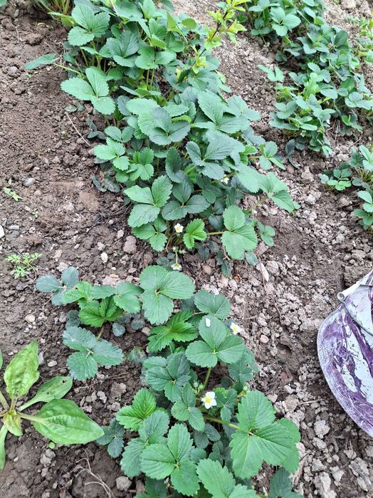 Саженец клубника