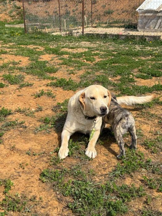 Donez catei 8 saptamani