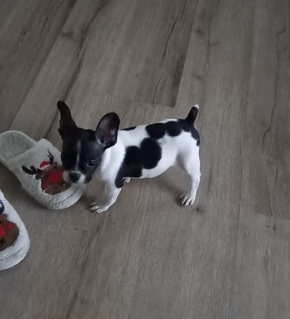 Французский бульдог