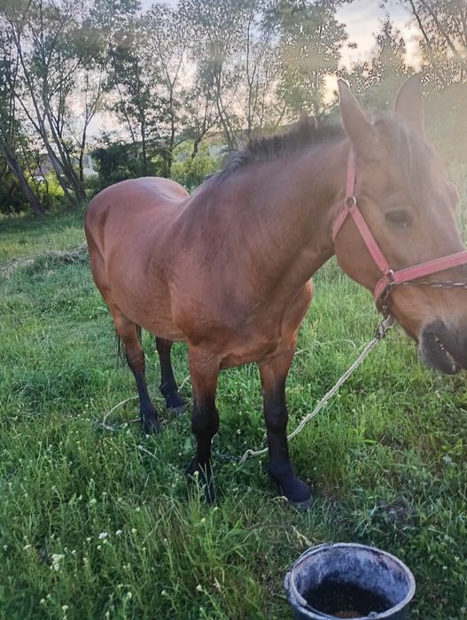 Iapă de vânzare blândă