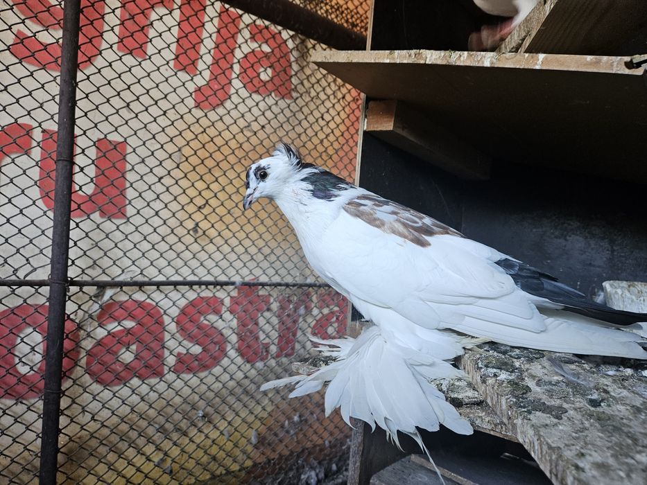 Porumbei uriasi magheari