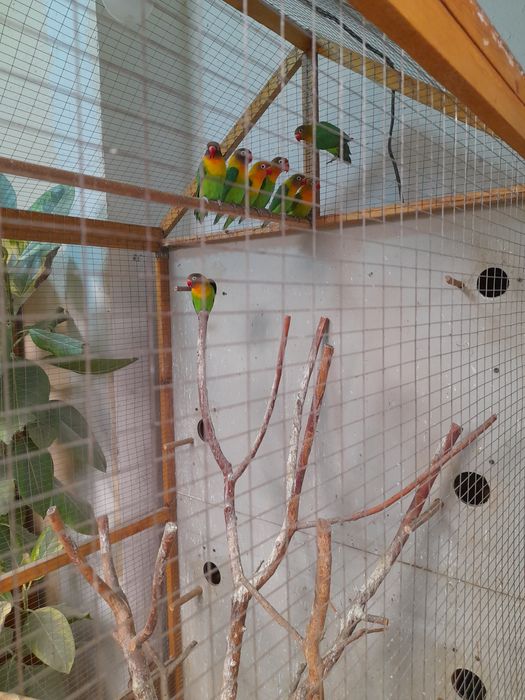 Продаётся попугай